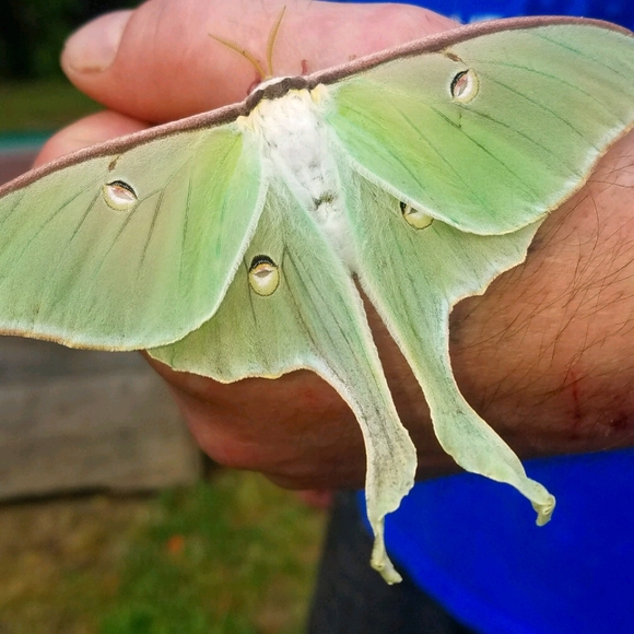 Meet your Posher, Brittany - Picture 1 of 9